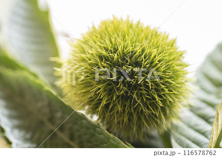 まだ青いイガグリ 116578762