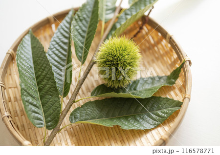 まだ青いイガグリ 116578771