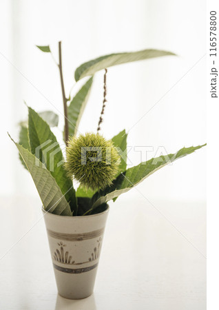 カップに生けたイガグリ 116578800