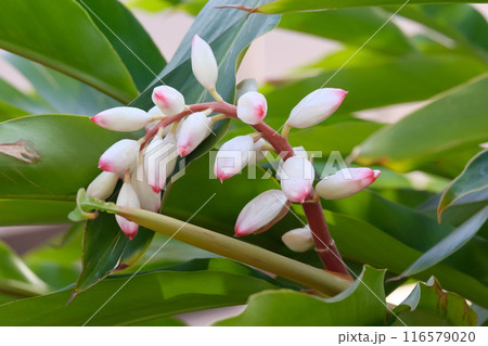 Alpinia is a genus of flowering plants in the ginger family 116579020
