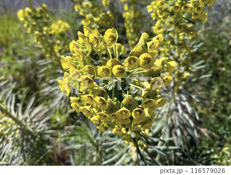 Mediterranean spurge or Albanian spurge (lat.- Euphorbia characias) 116579026