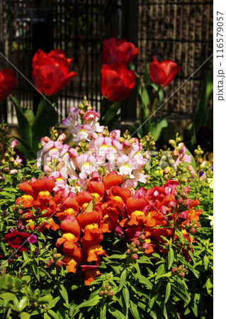 春3月庭に咲いたカラフルなキンギョソウの花 116579057