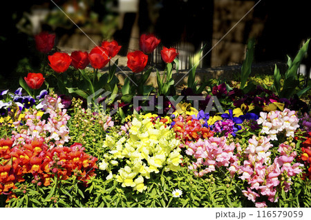 春3月庭に咲いたカラフルなキンギョソウの花 春3月庭に咲いたカラフルなキンギョソウの花 116579059