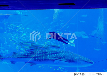 沖縄　美ら海水族館　ジンベイザメ 116579075