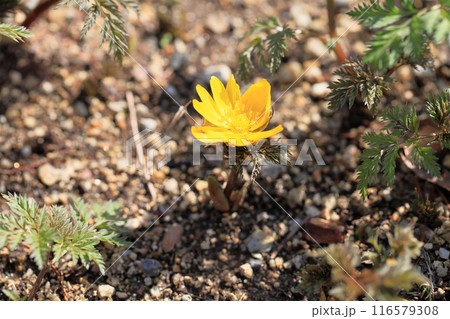 福寿草の花 116579308
