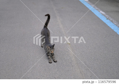道端で遊ぶとら猫 道端で遊ぶとら猫 116579596