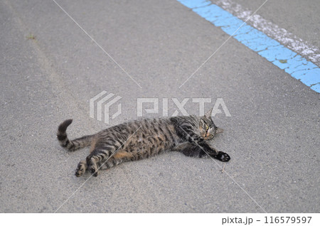 道端で横になるとら猫 道端で横になるとら猫 116579597