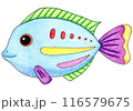 カラフルな魚のイラスト 116579675