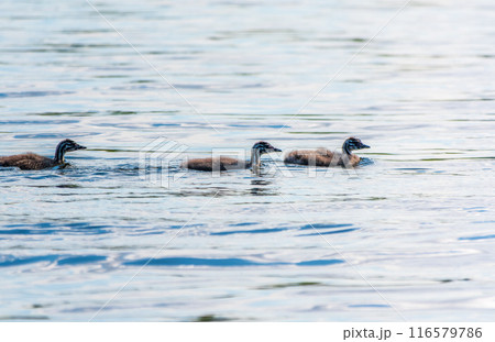 The waterfowl bird, great crested grebe with chick, swimming in the lake. 116579786