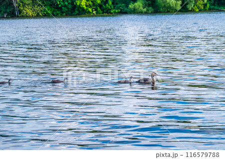 The waterfowl bird, great crested grebe with chick, swimming in the lake. 116579788