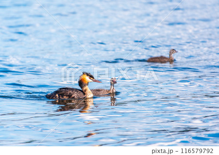 The waterfowl bird, great crested grebe with chick, swimming in the lake. The waterfowl bird, great crested grebe with chick, swimming in the lake. 116579792