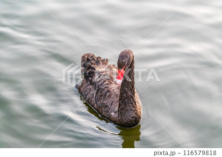 A graceful black swan with a red beak is swimming on a lake with dark green water. Cygnus atratus A graceful black swan with a red beak is swimming on a lake with dark green water. Cygnus atratus 116579818