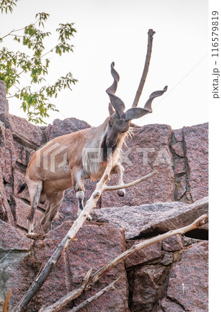 Close-up portrait of Markhor, Capra falconeri, wild goat native to Central Asia, Karakoram and the Himalayas 116579819