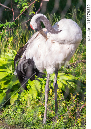 Red-crowned crane (Grus japonensis), also known as the Japanese crane or Manchurian crane. Red-crowned crane (Grus japonensis), also known as the Japanese crane or Manchurian crane. 116579829