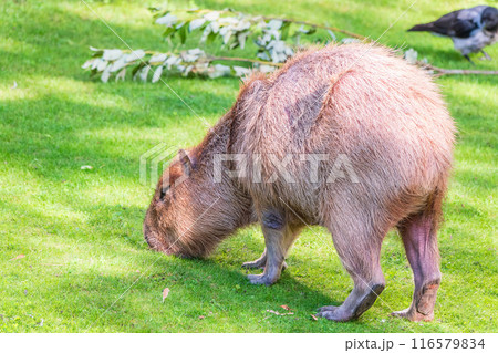 A large capybara walks on the green grass in the park 116579834