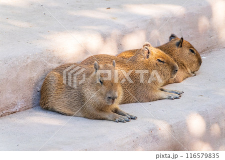 Three capybara in the park Three capybara in the park 116579835