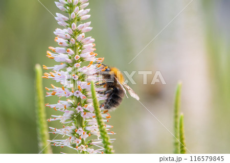 White Culver's root, Veronicastrum virginicum 'Alba', blooming in an autumn garden and giving nectar to bees White Culver's root, Veronicastrum virginicum 'Alba', blooming in an autumn garden and giving nectar to bees 116579845