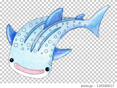 優しいタッチのジンベイザメのイラスト 116580017