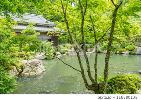 滋賀県東近江市　新緑の百済寺の池泉回遊式庭園と池 116580138