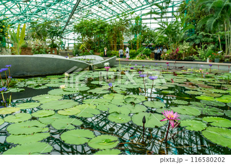 滋賀県草津市　水生植物公園みずの森の温室ロータス館の池に浮かぶ水蓮 116580202
