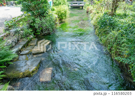 滋賀県米原市　旧中山道の醒井宿の地蔵川の水際 116580203