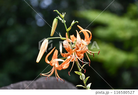 オニユリ 116580527