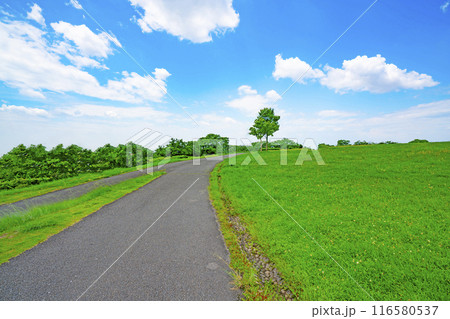 夏の青空と草原と道路 116580537