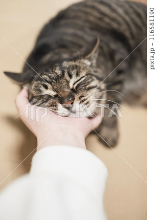 顎の下を撫でられて気持ち良さそうな猫 顎の下を撫でられて気持ち良さそうな猫 116581190