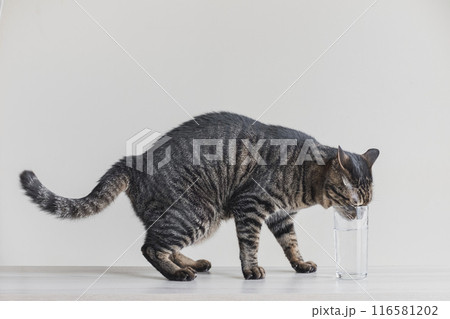 グラスから水を飲む猫 116581202