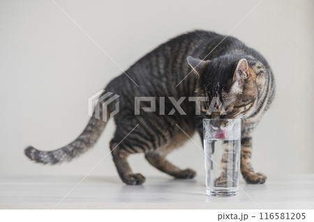 グラスから水を飲む猫 116581205
