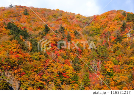紅葉まっさかりの鬼怒川 116581217