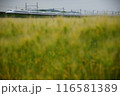 麦秋の近江路を走る東海道新幹線N700A （東海道新幹線 米原 - 京都, 2024年5月） 116581389