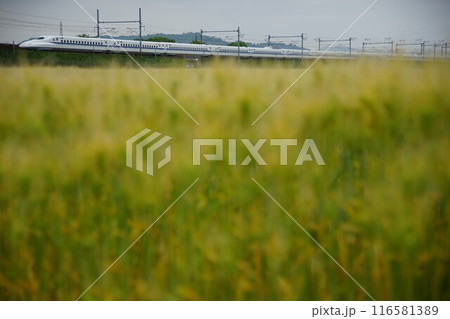 麦秋の近江路を走る東海道新幹線N700A （東海道新幹線 米原 - 京都, 2024年5月） 116581389