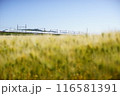 麦秋の近江路を走る東海道新幹線N700S （東海道新幹線 米原 - 京都, 2024年5月） 116581391