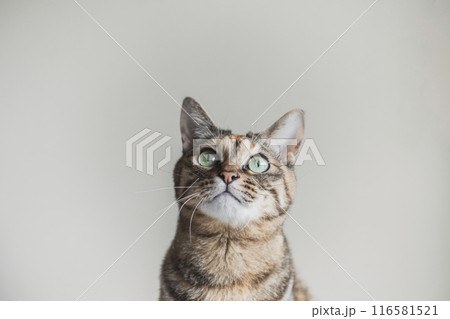 上を見つめる猫 上を見つめる猫 116581521