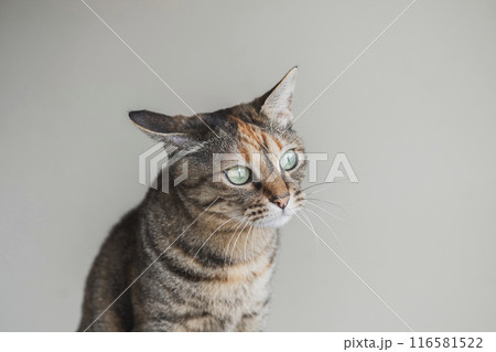 片耳を倒す猫 片耳を倒す猫 116581522