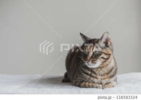 箱座りする猫 箱座りする猫 116581524
