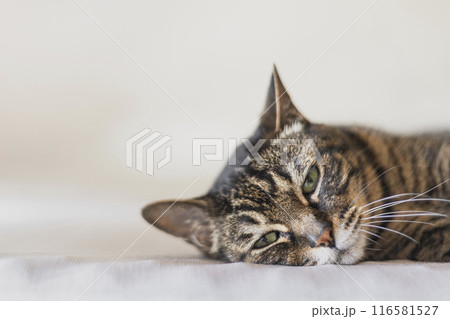 横向きで寝る猫 116581527