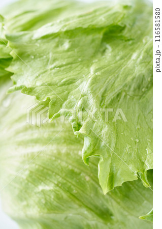 新鮮なレタス　クローズアップ 116581580