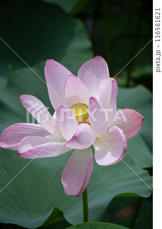 蓮の花の蜜を吸う蜂 蓮の花の蜜を吸う蜂 116581621