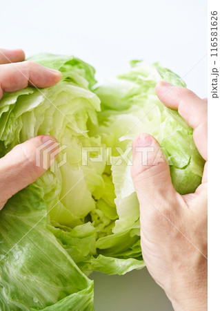 新鮮なレタスを手でちぎる 116581626
