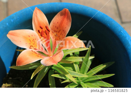 ヒメエゾスカシユリ、イメージ 116581825