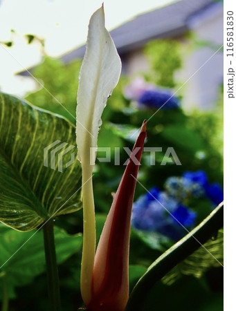 　降り続く雨をよろこぶフィロデンドロンとアジサイ。 116581830