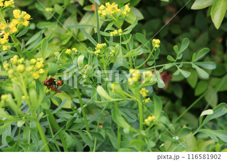 セグロアシナガバチ、イメージ 116581902