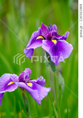 花菖蒲の季節 116581969