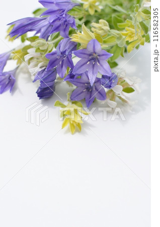 紫色のトリテレイアとロータスブリムストーンの花束　　　　 116582305