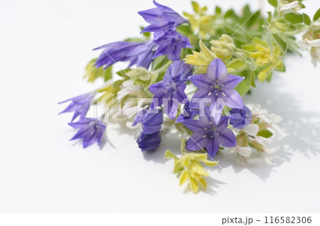 紫色のトリテレイアとロータスブリムストーンの花束 紫色のトリテレイアとロータスブリムストーンの花束 116582306