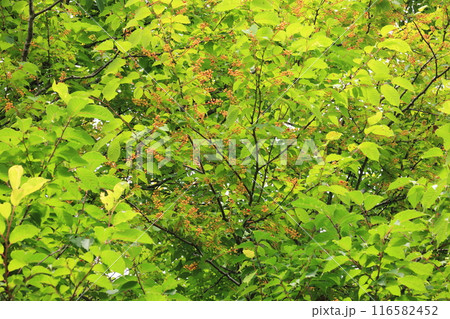 自然　植物　ウワミズザクラ、初夏七月の姿。瑞々しい緑色の葉と鈴なりの色付き始めた果実② 116582452