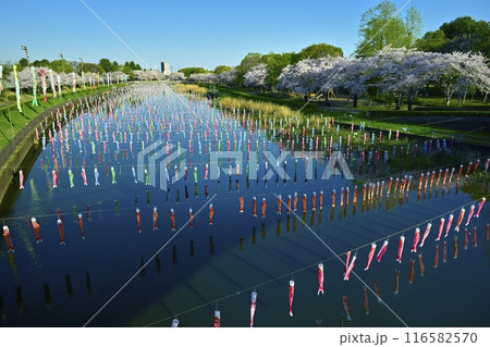館林市鶴生田川に架かる鯉のぼりと桜並木(ふれあい橋から) 館林市鶴生田川に架かる鯉のぼりと桜並木(ふれあい橋から) 116582570
