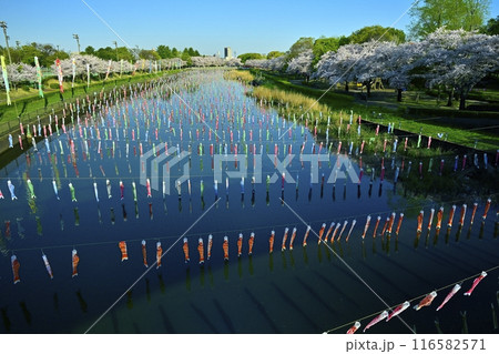 館林市鶴生田川に架かる鯉のぼりと桜並木(ふれあい橋から) 館林市鶴生田川に架かる鯉のぼりと桜並木(ふれあい橋から) 116582571